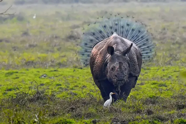 A rhinoceros in a tutu is in fact standing in front of a peacock. (Photo by Kallol Mukherjee/Barcroft Images/Comedy Wildlife Photography Awards)