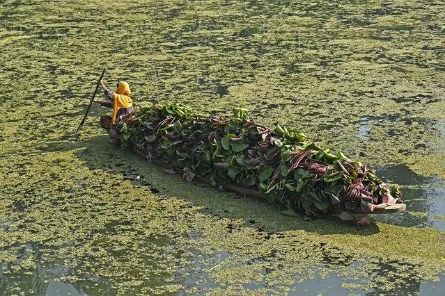 A woman carrying lotus roots rows a boat through a polluted portion of the Dal Lake in Srinagar on September 1, 2023. (Photo by Tauseef Mustafa/AFP Photo)