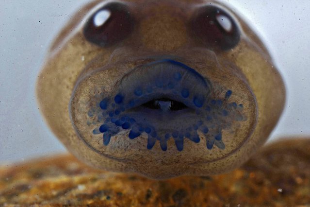 An undated handout image released by biologist S.D. Biju on 21 January 2016 shows a tadpole of a frog named Frankixalus jerdonii, belonging to a newly found genus of frogs. An unusual class of tree frogs that feeds on eggs laid by their mother as tadpoles has been rediscovered more than a century after they were thought to have died, scientists said. (Photo by S.D. Biju/EPA)
