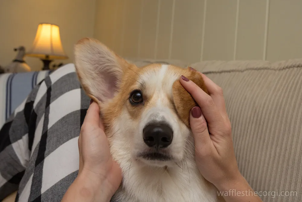 The Faces Of Waffles The Corgi