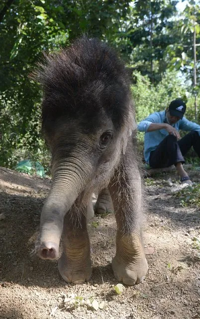 This picture taken on November 26, 2016 shows one-year-old male elephant “Gold” playing inside the Dak Lak Elephant Conservation Centre (ECC) where he is being cared for in the central Vietnamese highland province of Dak Lak. Elephants used to roam freely in the area, mingling with potential mates, but human settlements have cut off once-popular breeding circuits. Now there are fewer than 100 elephants left in the wild and just 80 or so in captivity, mostly used to ferry tourists around the leafy forests of Vietnam's central highlands. (Photo by Hoang Dinh Nam/AFP Photo)