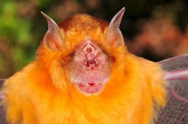 An Australian native animal known as an Orange leaf-nosed bat can be seen in this handout picture taken July 16, 2010. (Photo by Mark Cowan/Reuters/Department of Parks and Wildlife Western Australia)