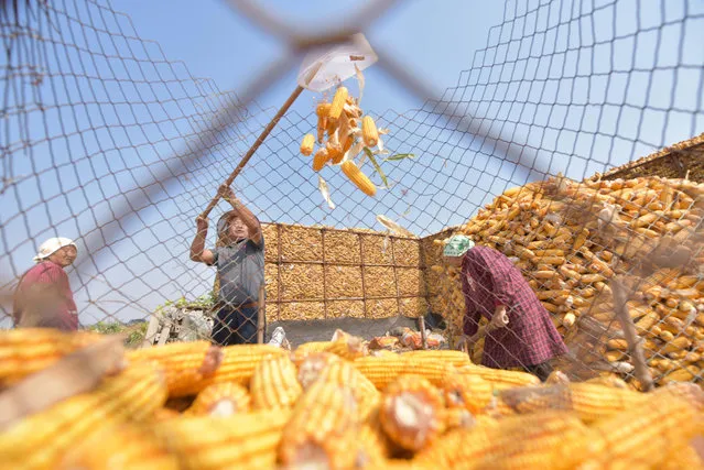 Farmers harvest corns in Liaocheng City, east China's Shandong Province, 8 October, 2023. (Photo by Rex Features/Shutterstock)