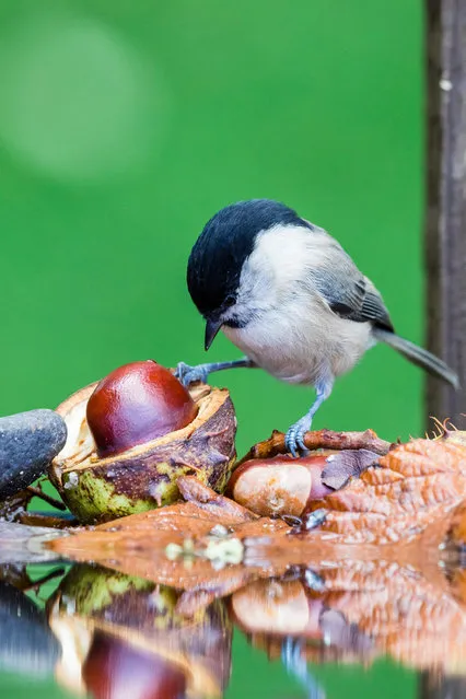 A marsh tit investigates a conker in Blaenpennal, Wales on October 3, 2018. (Photo by Philip Jones/Alamy Live News)