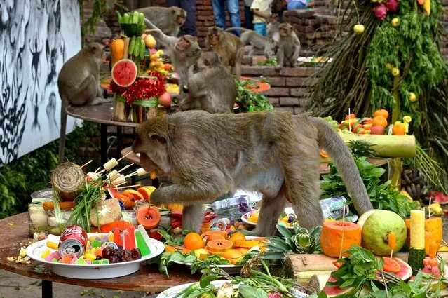 Monkeys eat fruits during the annual “monkey buffet” in Lopburi province, some 150 kms north of Bangkok on November 24, 2013. More than 2,000 kilos of fruits and vegetables were offered to the monkeys during the annual festival to help promote tourism in the area. (Photo by Ornchai Kittiwongsakul/AFP Photo)