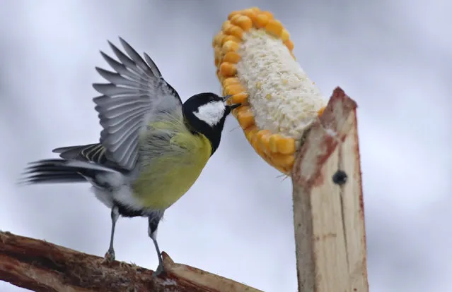 A bird picks kernels on a bird feeder on tree brach in the village of Khatenchitsy, 65 kilometers (40 miles) northwest of Minsk, Belarus, Monday, December 24, 2018. (Photo by Sergei Grits/AP Photo)