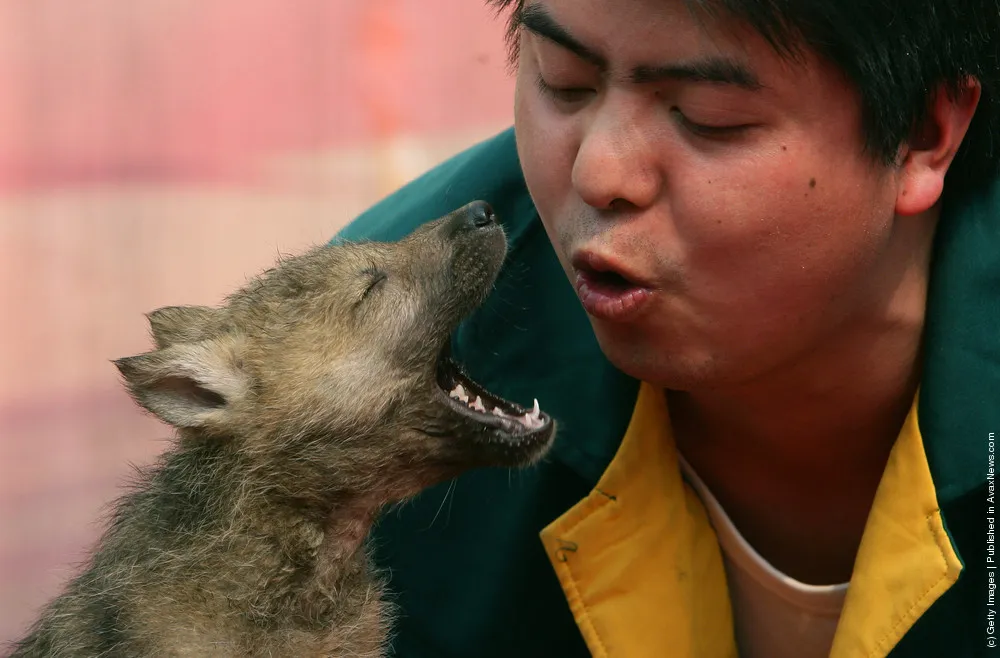Chinese Zookeeper Teaches Wolves To Sing
