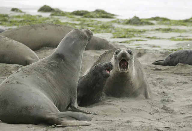 Elephant seals and their pups occupy Drakes Beach, Friday, February 1, 2019, in Point Reyes National Seashore, Calif. (Photo by Eric Risberg/AP Photo)