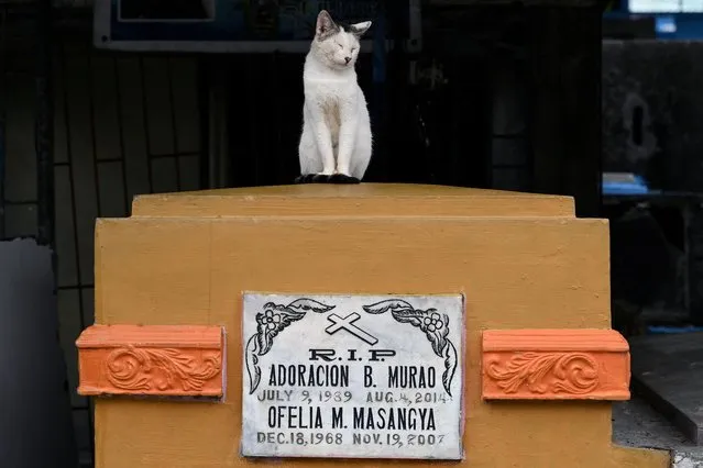 A cat sits on a tomb at Manila North cemetery on All Saints' Day in Manila on November 1, 2023. (Photo by Jam Sta Rosa/AFP Photo)