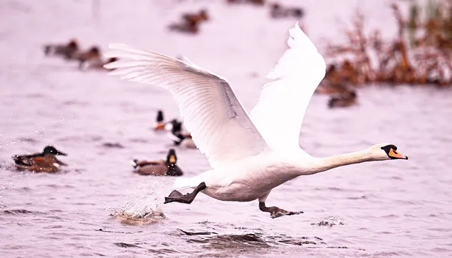 A swan lands on the water at Shapwick Heath National Nature Reserve on January 02, 2024 in Shapwick, United Kingdom. (Photo by Harry Trump/Getty Images)