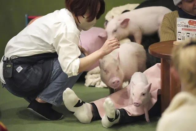 A staff looks at micro pigs at a mipig cafe, Wednesday, January 24, 2024, in Tokyo. The dozens of people at Tokyo’s Mipig Café on a recent morning were taking selfies and breaking into huge smiles. The pigs, a miniature breed, trotted about the room, looking for a cozy lap to cuddle up. Customers pay $15 for the first 30 minutes and a reservation is required. (Photo by Eugene Hoshiko/AP Photo)