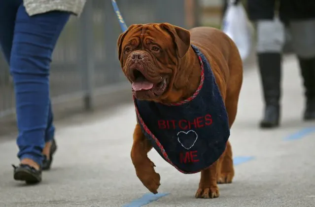 A Dogue de Bordeaux arrives for the first day of the Crufts Dog Show in Birmingham, Britain March 10, 2016. (Photo by Darren Staples/Reuters)