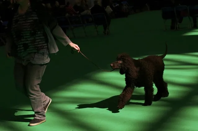 An Irish Water Spaniel is shown during the second day of the Crufts Dog Show in Birmingham, Britain March 11, 2016. (Photo by Darren Staples/Reuters)