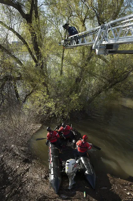 Sacramento Fire Department firefighters and Sacramento Animal Control officers rescue two cats from trees half-submerged due to the recent heavy rains in the Sacramento River near the Tower Bridge on Tuesday, March 15, 2016 in Sacramento, Calif. (Photo by Randall Benton/The Sacramento Bee via AP Photo)