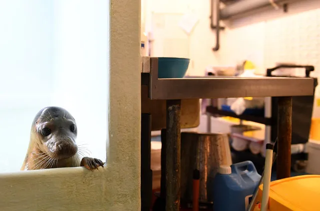 Jonny the common seal peers out of a pen in the seal hospital at Hunstanton Sea Life Sanctuary in Norfolk, England on April 3, 2019. (Photo by Joe Giddens/PA Wire Press Association)