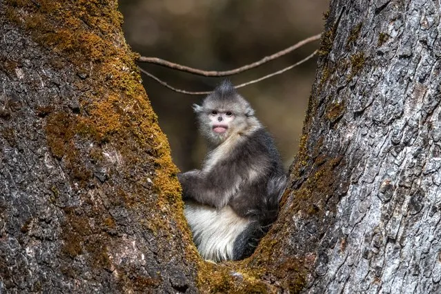A black-and-white snub-nosed monkey is pictured at the Yunnan Snub-Nosed Monkey National Park in Shangri-La, Deqen Tibetan Autonomous Prefecture, southwest China's Yunnan Province on March 16, 2021. (Photo by Xinhua News Agency/Rex Features/Shutterstock)