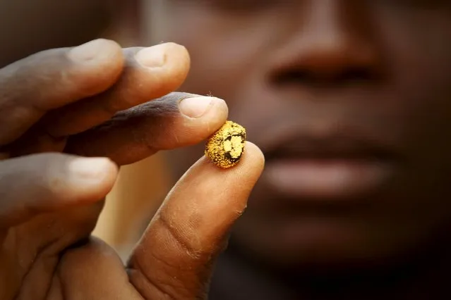 A gold prospector holds a gold nugget between his fingers at a gold mine near the village of Gamina in western Ivory Coast, March 16, 2015. (Photo by Luc Gnago/Reuters)