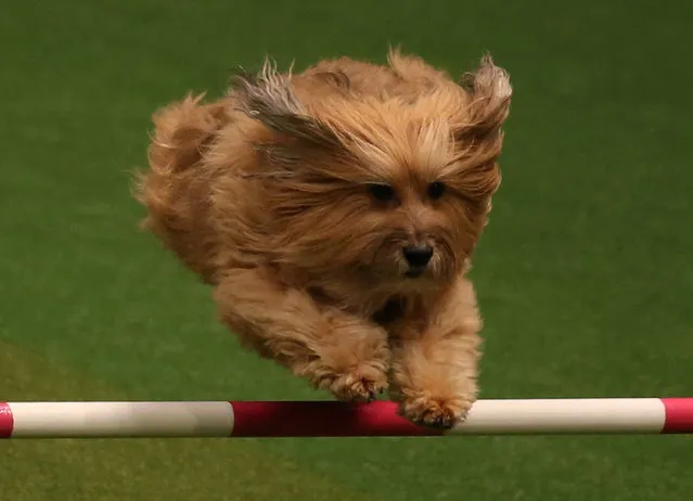 A small dog jumps over a fence in the Rescue Dog Agility show in the main arena on the first day of Crufts dog show at the NEC on March 6, 2014 in Birmingham, England. (Photo by Matt Cardy/Getty Images)