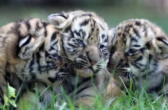 Four tiger cubs meet the public for the first time at Jinbao Zoo on May 14, 2019 in Weifang, Shandong Province of China. (Photo by Zhang Chi/VCG via Getty Images)