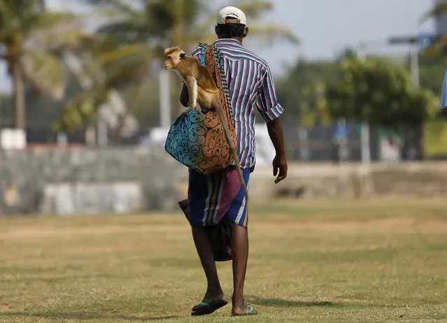 A snake charmer carries his monkey on his shoulder while he waits for customers, in Colombo, Sri Lanka April 7, 2016. (Photo by Dinuka Liyanawatte/Reuters)