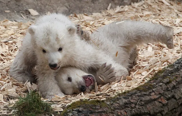 14 week-old twin polar bear cubs play during their first presentation to the media in Hellabrunn zoo on March 19, 2014 in Munich, Germany.  (Photo by Alexandra Beier/Getty Images)