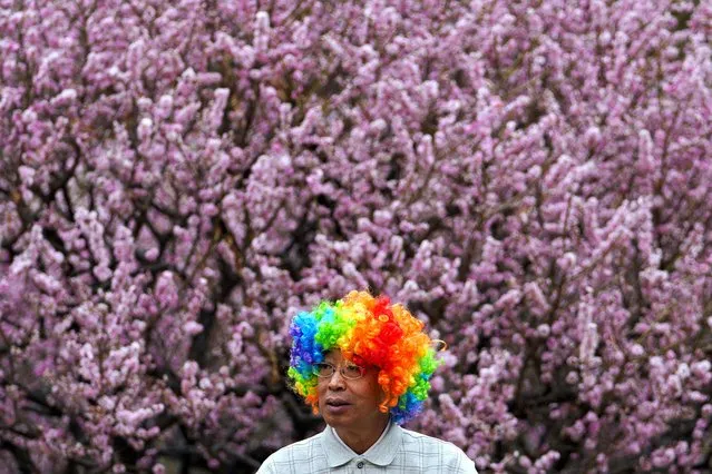 A man wearing a crown headgear rest near spring blossom flowers at a public Park in Beijing, Monday, April 1, 2024. (Photo by Andy Wong/AP Photo)