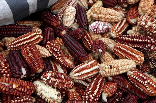 A variety of corn is seen in the Andean highlands of Cuzco, Peru April 11, 2016. (Photo by Janine Costa/Reuters)