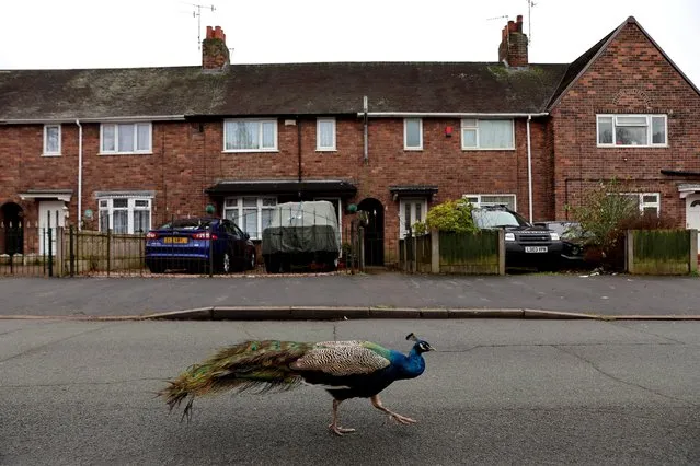 A peacock walks around a residential street in Knutton, Newcastle-under-Lyme, Britain, January 11, 2022. (Photo by Carl Recine/Reuters)