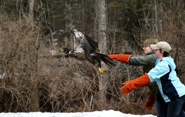 In this photo taken on Tuesday, April 8, 2014, Vermont Institute of Natural Science wildlife services manager Sara Eisenhauer, right, and intern Maddy Jacobs release a rehabilitated young bald eagle along the Connecticut River in North Thetford, Vt. The bald eagle was released almost three weeks after a Vermont game warden found the bird after it had apparently been hit by a car in Danby. (Photo by Jennifer Hauck/AP Photo/Valley News)