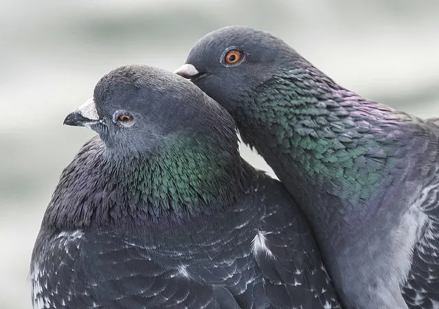 A pigeon nibbles at the head of another pigeon as they sit together on a dock at Bolsa Chica Wetlands in Huntington Beach, Calif., Friday, March 10, 2017. (Photo by Nick Agro/The Orange County Register via AP Photo)