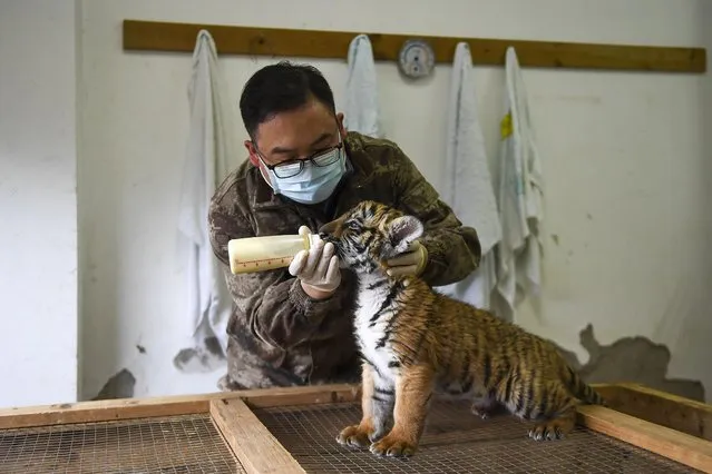 A breeder feeds a captive-bred South China tiger cub with milk at a zoo on January 20, 2022 in Changsha, Hunan Province of China. (Photo by Yang Huafeng/China News Service via Getty Images)