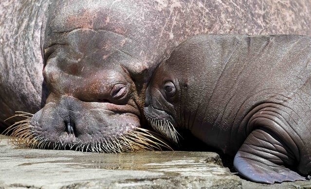 Female walrus Polosa and her 4-weeks old cub, nameless until now, are pictured in Hagenbecks zoo in Hamburg, Germany, July 2, 2015. (Photo by Fabian Bimmer/Reuters)