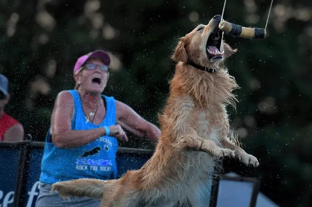 Scores of “Dock Dogs” participate in an entertaining leaping event at the Montgomery County Agricultural Fair in Gaithersburg, Md. on August 10, 2019. (Photo by Michael S. Williamson/The Washington Post)