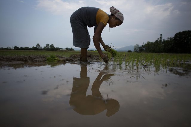 A woman works at a paddy field in Reba Maheswar village, 56 kilometers (35 miles) east of Gauhati, India, Friday, July 3, 2015. (Photo by Anupam Nath/AP Photo)