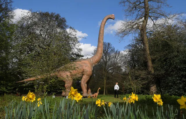A man views an animatronic life-size dinosaur ahead of an interactive exhibition, Jurassic Kingdom, at Osterley Park in west London, Britain, March 31, 2017. (Photo by Toby Melville/Reuters)