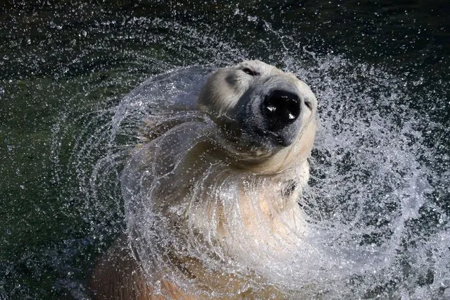 27-year-old white polar bear Uslada shakes off water in her pool at the Leningrad Zoo in St. Petersburg, Russia, on April 25, 2014. (Photo by Alexander Demianchuk/Reuters)