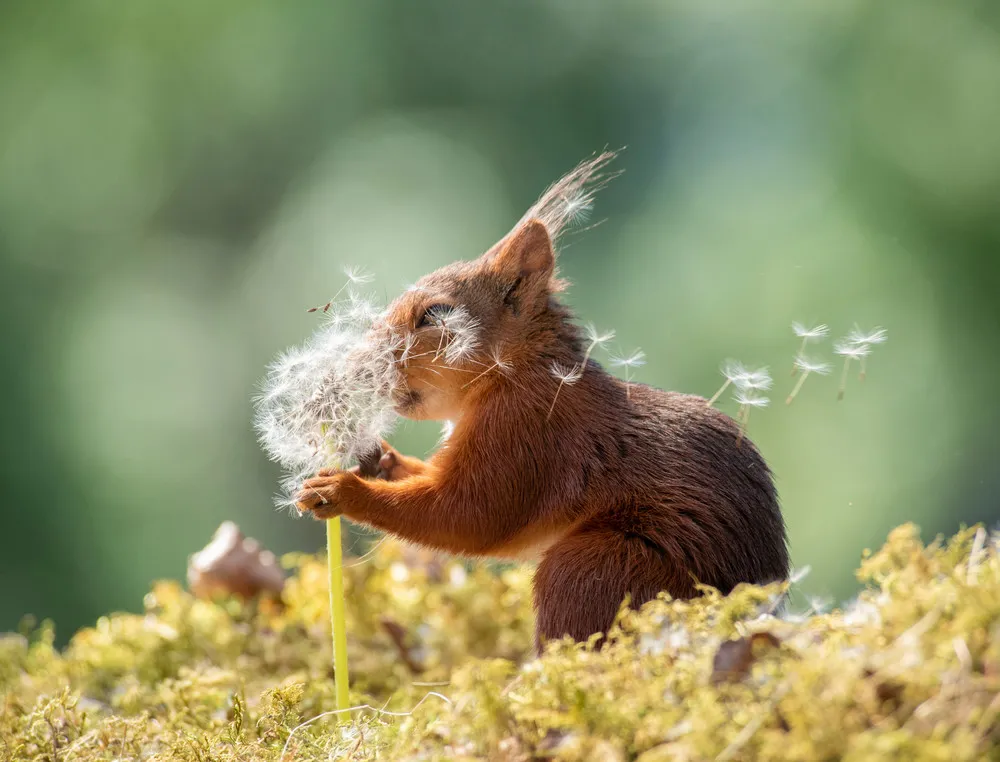 Comedy Wildlife Photography Awards 2019 Finalists