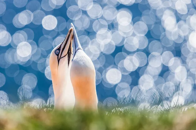 “On cloud nine”. On my trip to the small island Heligoland in the north sea, i was able to take a few pictures of these fantastic northern gannets. Photo location: Heligoland, Germany. (Photo and caption by Robert Sommer/National Geographic Photo Contest)