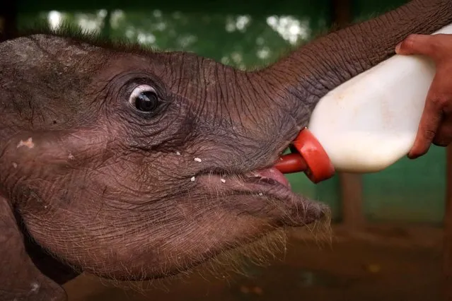 A camp staff feeds Ayeyar Sein, a four-month-old baby elephant who lost her parents to poachers, after her daily wound cleaning in Wingabaw Elephant Camp, Bago, Myanmar, September 30, 2019. (Photo by Ann Wang/Reuters)