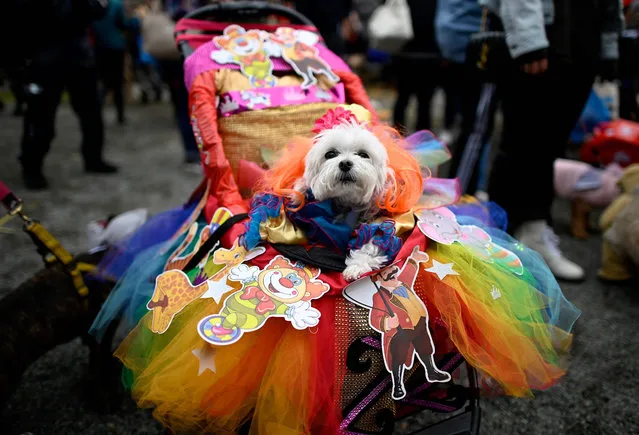 A dog dressed in a pig costume attends the Tompkins Square Halloween Dog Parade in Manhattan in New York City on October 20, 2019. (Photo by Johannes Eisele/AFP Photo)