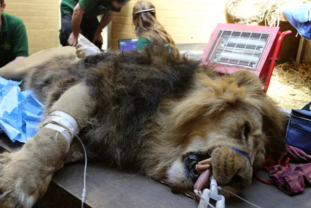 Lucifer, a 30-stone male Asian lion, is surrounded by ZSL London Zoo's team of vets and keepers as they carry out a health check ahead of him moving home. The 11-year-old lion moves to another breeding group next week as the Zoological Society of London (ZSL) launches its Lions400 campaign – an ambitious public fundraising campaign designed to raise £5.7m for the endangered Asian lion. (Photo by Jeff Moore/Splash News)