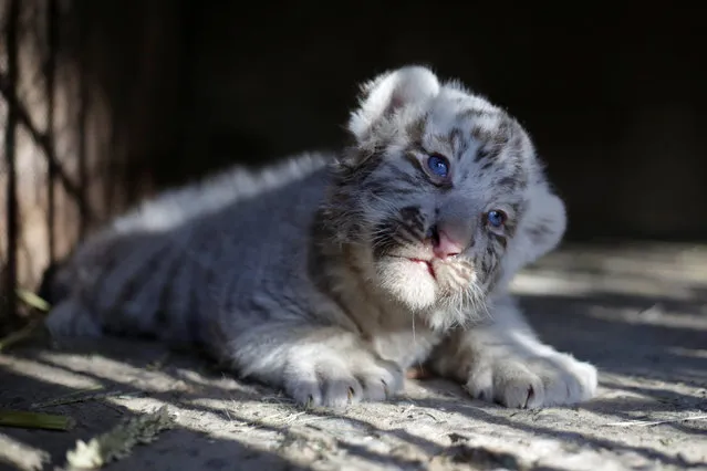 A newborn white Siberian tiger cub is pictured in its enclosure at San Jorge zoo in Ciudad Juarez, Mexico, May 15, 2017. (Photo by Jose Luis Gonzalez/Reuters)