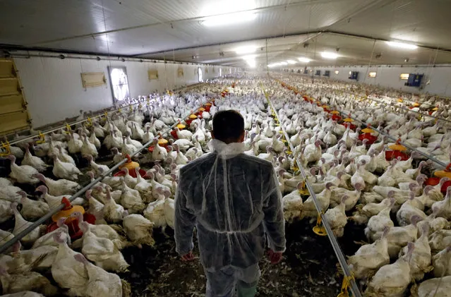 An employee inspects turkeys in an aviary at the Tambov Turkey facility, a joint venture between Russian meat producer Cherkizovo and Spanish agricultural holding company Grupo Fuertes, outside Tambov, Russia May 30, 2017. (Photo by Maxim Shemetov/Reuters)