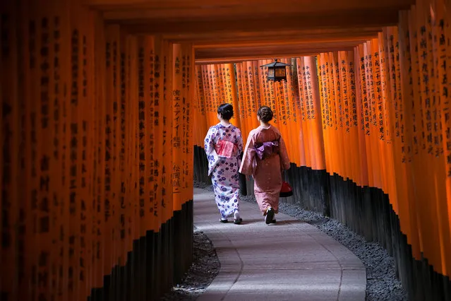 “Fushimi Inari”. Young women wearing traditional attire stroll through the torii gates of the Shinto shrine, Fushimi Inari. Photo location: Kyoto, Japan. (Photo and caption by Levi Drevlow/National Geographic Photo Contest)