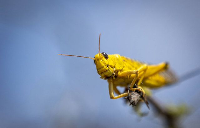 In this photo taken Saturday, February 1, 2020, a desert locust feeds on an Acacia tree in Nasuulu Conservancy, northern Kenya. As locusts by the billions descend on parts of Kenya in the worst outbreak in 70 years, small planes are flying low over affected areas to spray pesticides in what experts call the only effective control. (Photo by Ben Curtis/AP Photo)