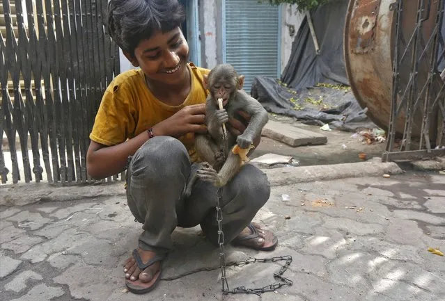 Musafir, a pet monkey, peels a neem twig as it sits in the lap of young boy on a pavement in Kolkata, India, June 9, 2016. (Photo by Rupak De Chowdhuri/Reuters)