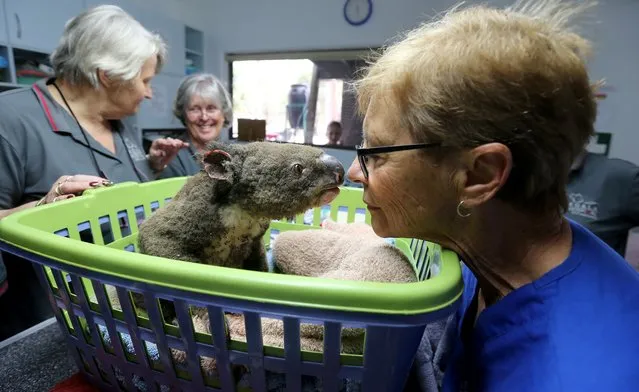 (L-R) Sheila Bailey, Judy Brady and Clinical Director Cheyne Flanagan tend to a koala named Paul from Lake Innes Nature Reserve as he recovers from burns at The Port Macquarie Koala Hospital on November 29, 2019 in Port Macquarie, Australia. Volunteers from the Koala Hospital have been working alongside National Parks and Wildlife Service crews searching for koalas following weeks of devastating bushfires across New South Wales and Queensland. Koalas rescued from fire grounds have been brought back to the hospital for treatment. An estimated million hectares of land has been burned by bushfire across Australia following catastrophic fire conditions in recent weeks, killing an estimated 1000 koalas along with other wildlife. (Photo by Nathan Edwards/Getty Images)