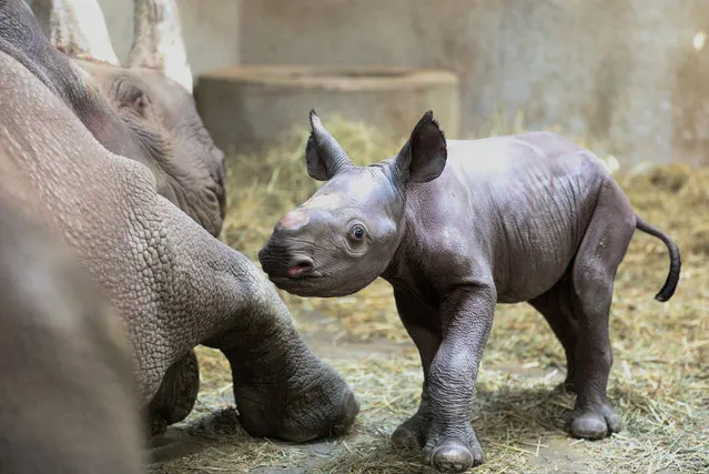 A male black rhino calf, which has not been named, is seen with his mother, Doppsee after its birth at the Potter Park Zoo in Lansing, Michigan, U.S., December 25, 2019, in this image courtesy of Potter Park Zoo. Picture taken December 25, 2019. (Photo by Kaiti Chritz/Potter Park Zoo/via Reuters)