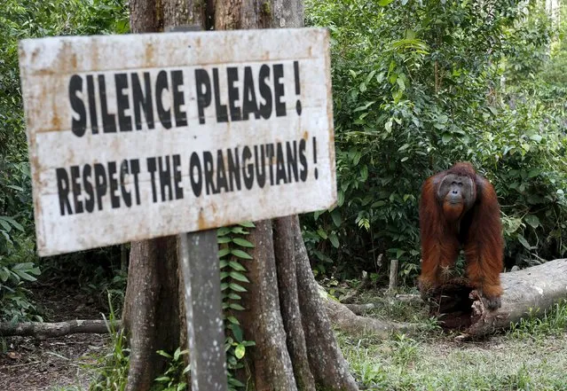 A male orangutan waits near a feeding station at Camp Leakey in Tanjung Puting National Park in Central Kalimantan province, Indonesia in this June 15, 2015 file photo. (Photo by Darren Whiteside/Reuters)