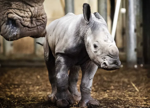 A newborn rhino with his mother in the Burgers Zoo stable in Arnhem, the Netherlands, 17 January 2020. It is the eleventh broad-​lip rhino from the breeding program of the Arnhem zoo. (Photo by Piroschka van de Wouw/EPA/EFE)